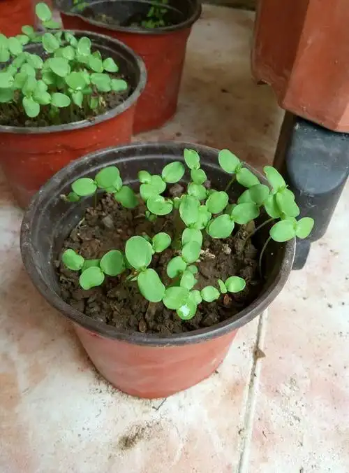 请问大家这是六倍利的苗吗?不是的话这是什么?