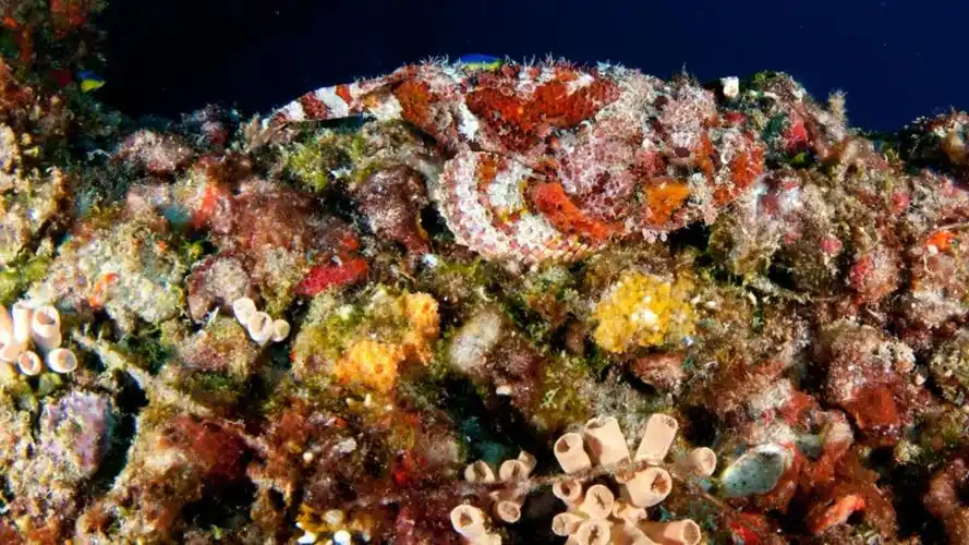 deep-sea coral gardens discovered in mysterious canyons