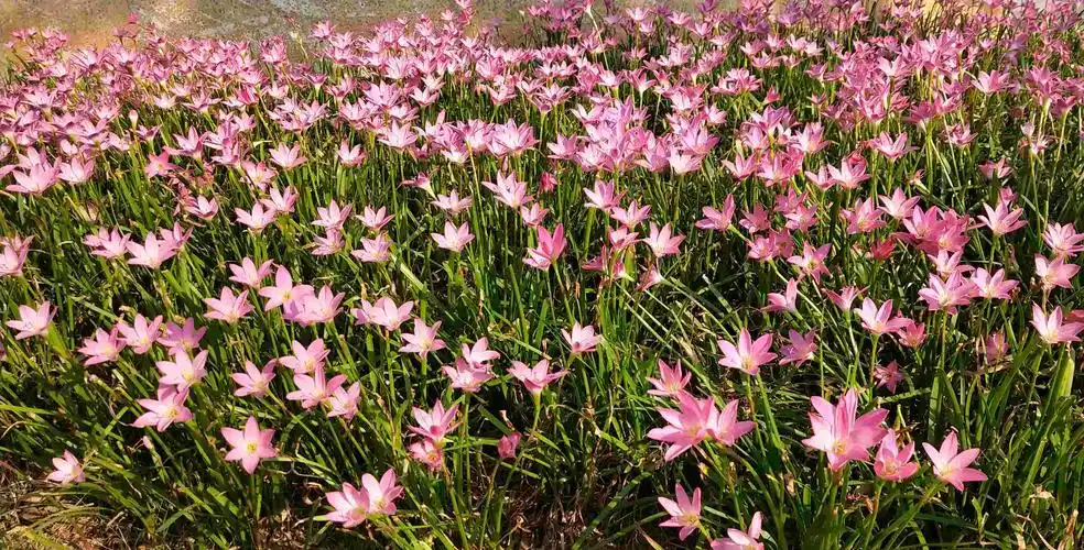 金秋的葱兰惊艳了校园