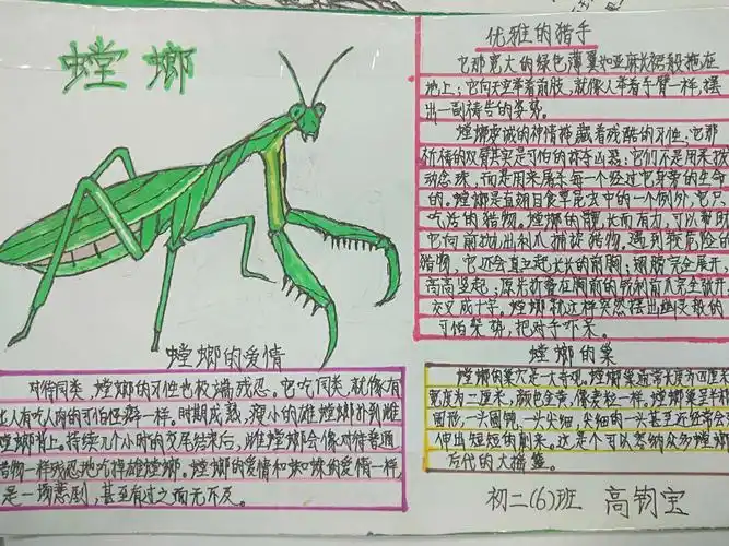 《昆虫记》名著阅读活动——读书卡片展示