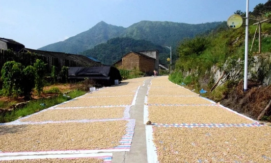 在乡村,有一种丰收的喜悦,叫晒花生