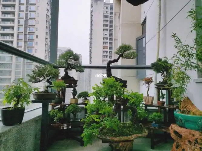 阳台盆景