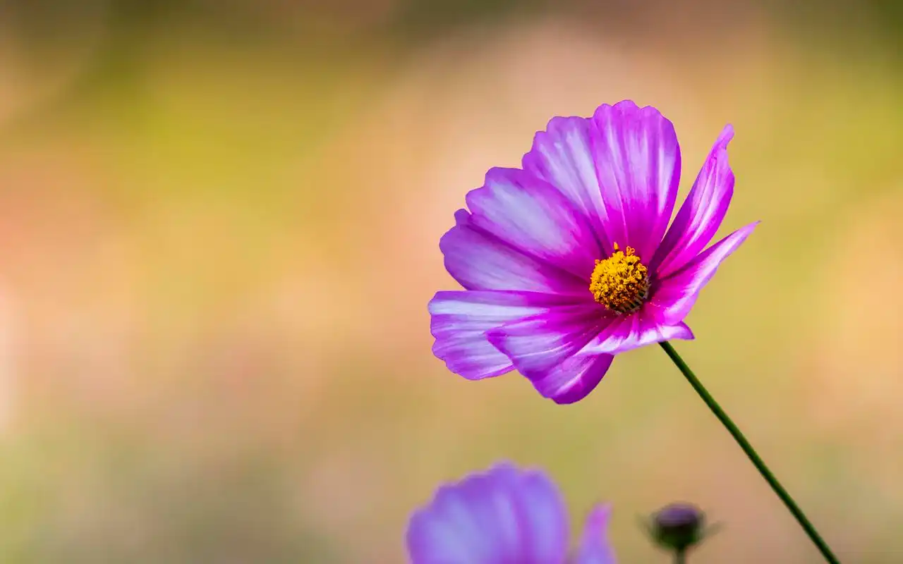 清新淡雅的格桑花图片电脑壁纸