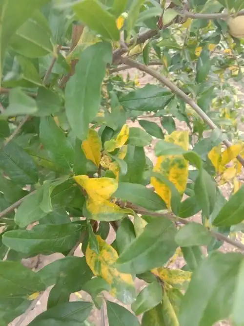 呃我家的石榴树也都开始落了不知道什么原因想问一下子