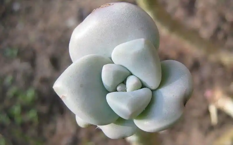 宝石花多肉植物壁纸