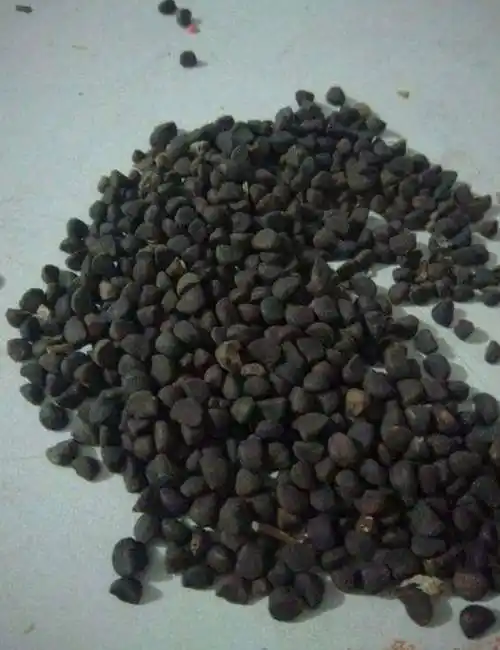 牵牛花种子牵牛花