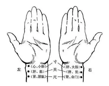 把脉发现吃了榴莲冰激凌?中医脉象了解一下!