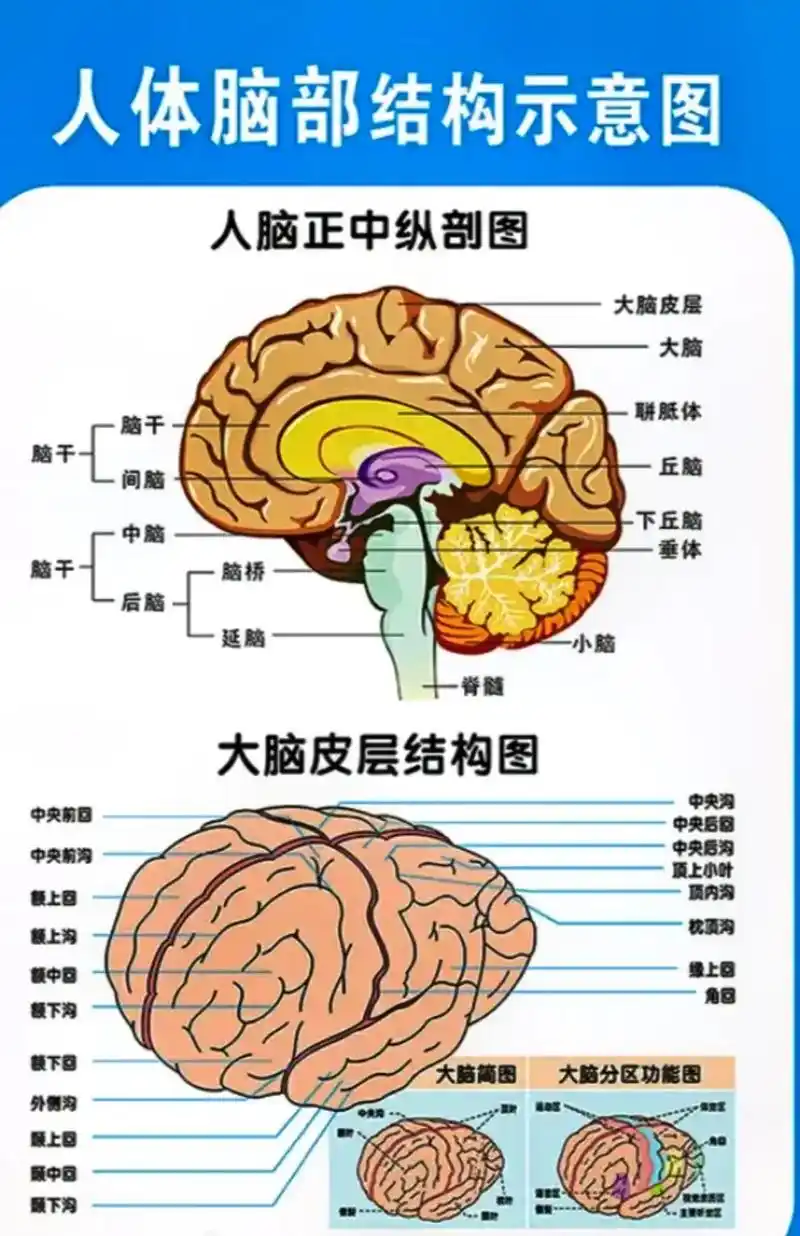 了解大脑,了解行为的背后东西#脑科学与教育 #人体结构 #大 - 抖音
