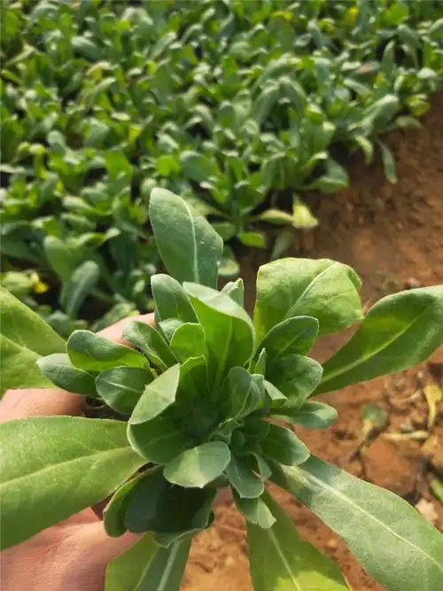 金盏菊花金盏菊工程苗金盏菊双色盆华彬花卉基地直销