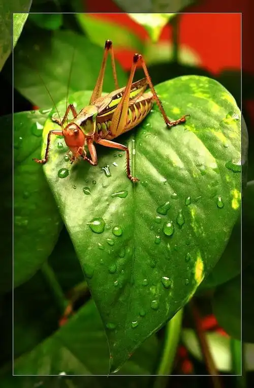 练习微距拍蝈蝈