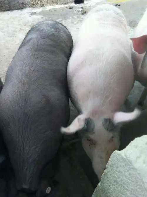 陕西省宝鸡市麟游县供应土杂猪生猪