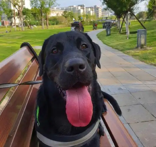 八十斤的拉布拉多要不要减肥