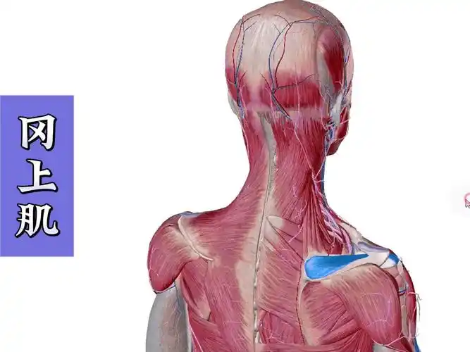 【冈上肌】超详细3d解剖讲解——天下明医平台简灵奇针