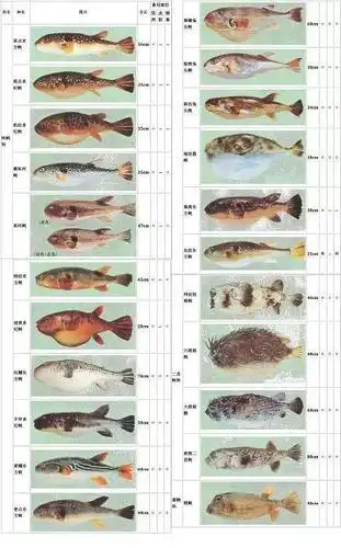 日本河豚杂交现象增加如何才能安全食用河豚