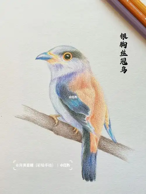 彩铅画鸟类  银胸丝冠鸟 绘画过程图