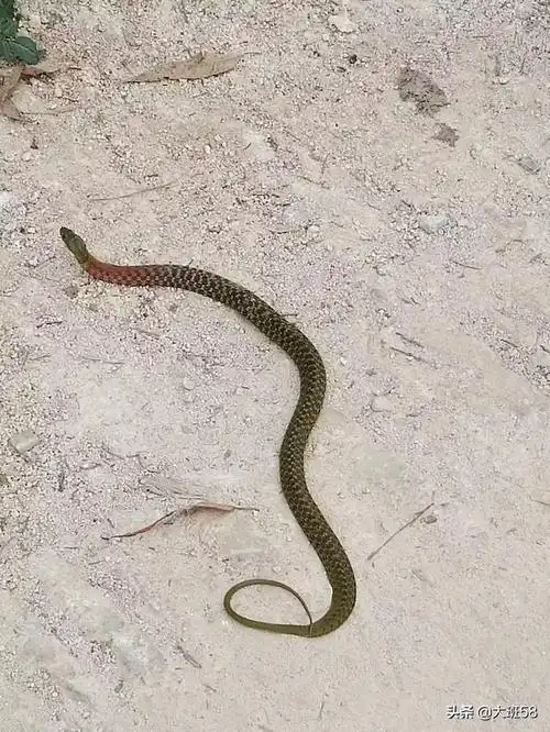 请问带鸡冠的蛇是什么蛇,我见过三米多长的,有啤酒并那么粗?-惠修网