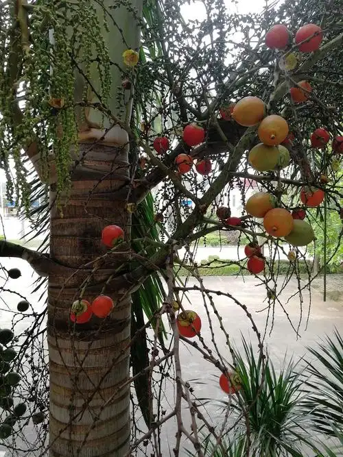 这个树好像是霸王棕