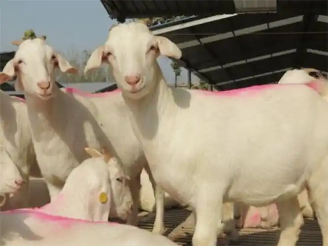 点击查看详细信息 br>标题:澳洲白山羊 阅读次数:204