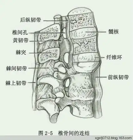 脊椎骨解剖图析 - 追梦 - 可奈金残玉正愁,泪痕无尽笑何由.