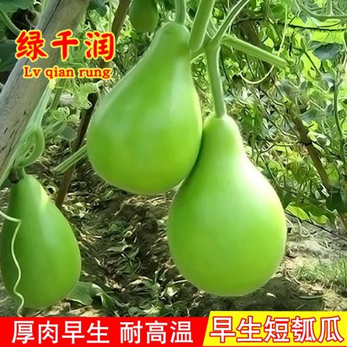 早生甜瓠瓜种子圆蒲瓜菜葫芦春秋四季大田农家菜园早熟蔬菜种籽孑