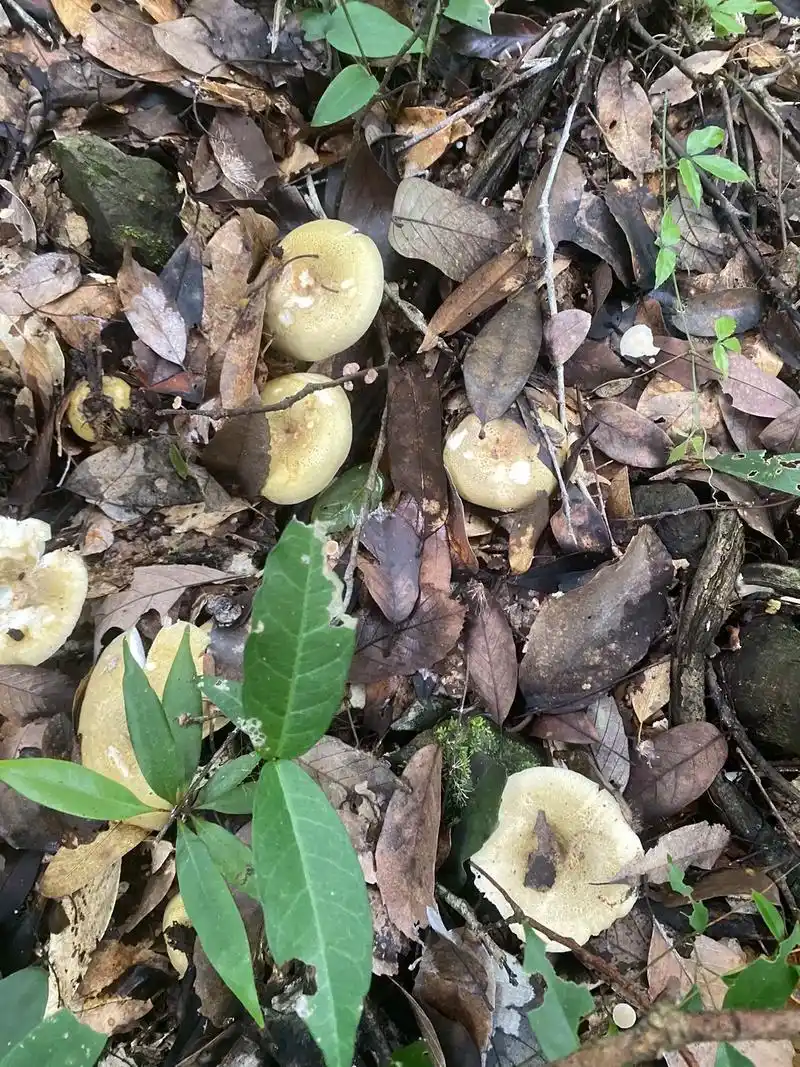 山2023秋季梨菇,杂菇上市了9797#吃野生菌的季节 - 抖音