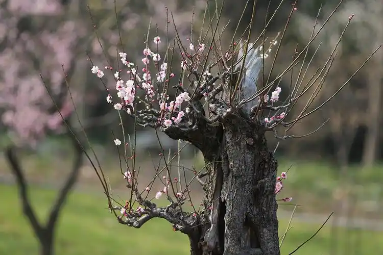 百年老桩梅花 橡树摄影网