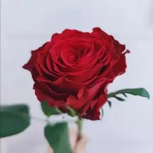 ggarden成都鲜花同城速递罗德斯红玫瑰a级独特礼物送人表白花束