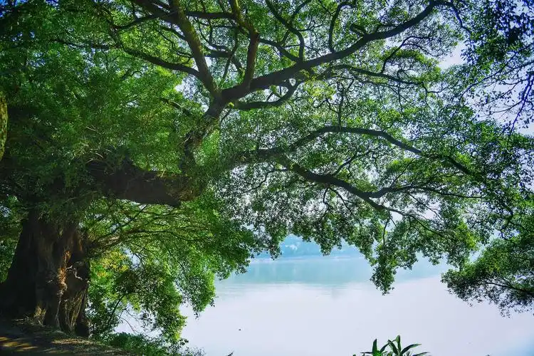 榕树,江边