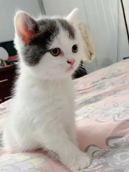 净梵蓝白小猫咪出售