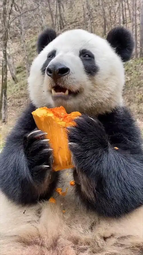 好可爱的大熊猫,吃东西都这么可爱