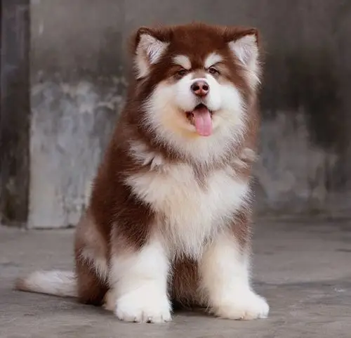 里出售阿拉斯加阿拉斯加健康纯种阿拉斯加价格