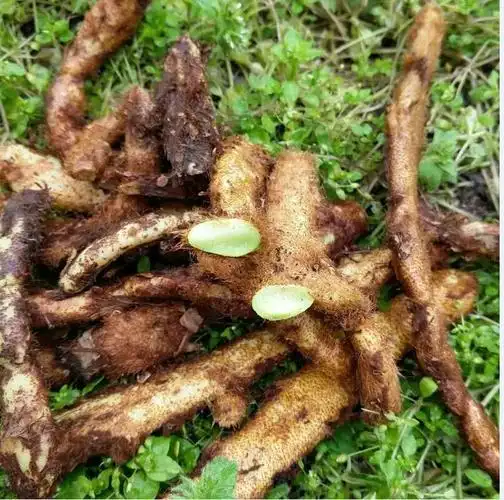 流泽博乐机械tm-11金毛狗脊脱毛机,黄狗头去须机,中药材滚筒,干净彻底