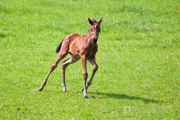 可爱的小马驹在围场里奔跑