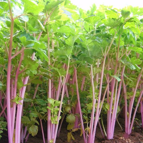 野生红芹菜种籽脆嫩香味浓贵族野芹菜种子彩芹花盆大田春秋四季播