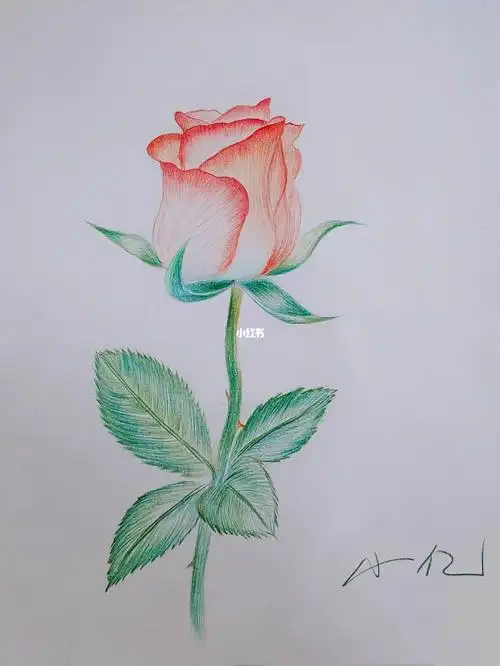 彩铅素描玫瑰