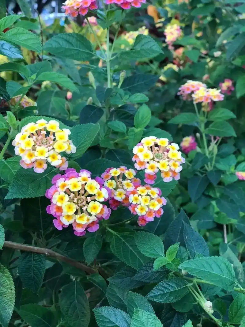 马缨丹.又叫五色梅,臭草.它的叶及未成熟果实有毒性,根可药用 - 抖音