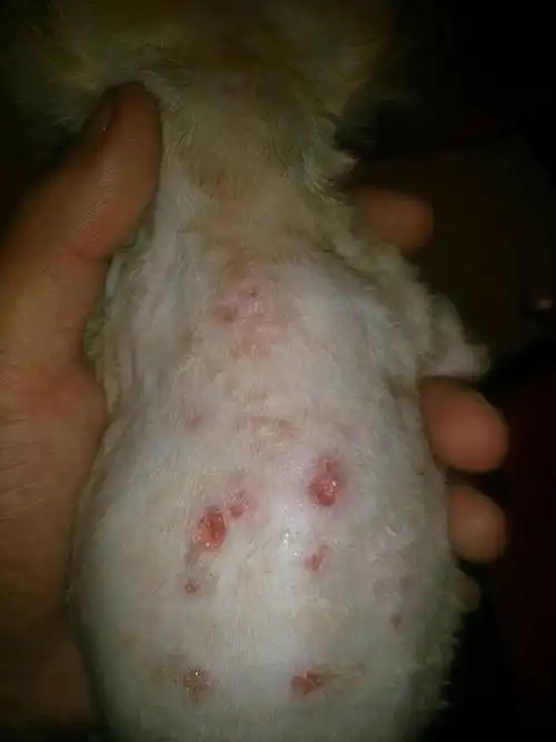 狗狗两月大小,开始是小红点,去宠物诊所说是真菌,让喷真菌灵,喷了几天