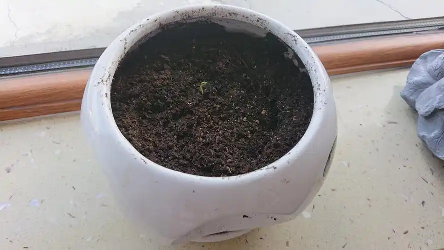 三天前种的波斯菊发芽