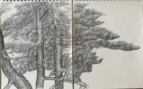 松树的四十四种姿态-老q