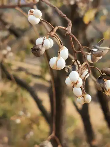 镇,因为每家都种几棵木子树,桐子树得名:桐木乡镇