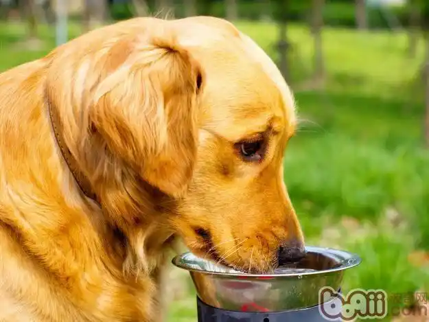 这是金毛喝水时的样子.