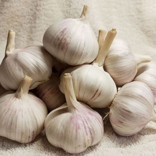 蒜头山东东大新鲜10斤2020新蒜农家自种土蒜包大蒜