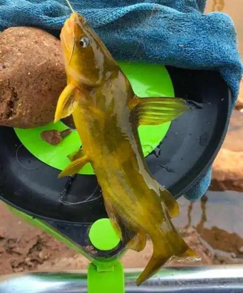 野钓"黄辣丁"新方法,中鱼率极高,一看就会