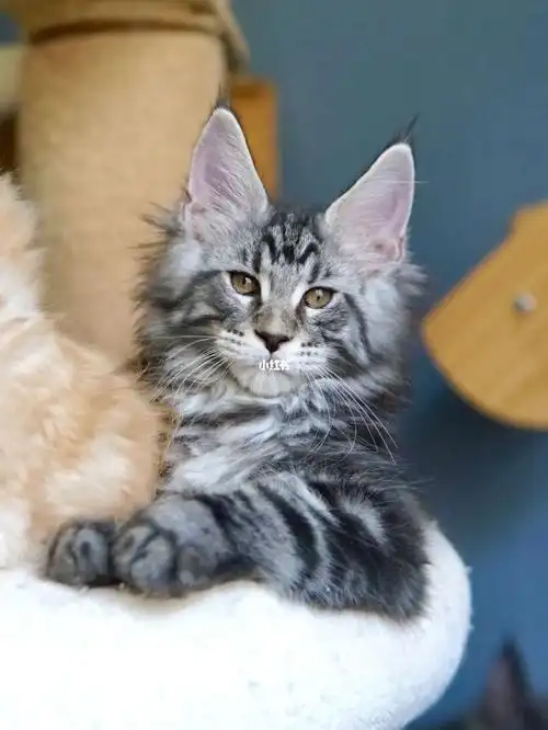 黑银虎斑缅因猫