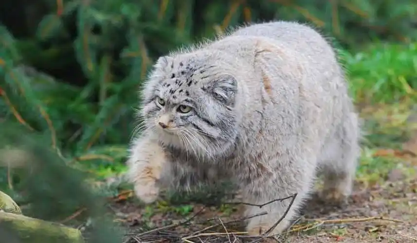 小型猫科动物里的猛兽:浅谈兔狲的生活习性及其生态作用