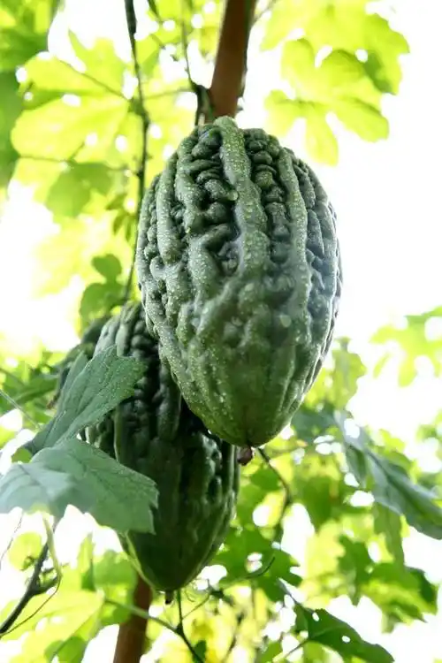 【蓬江风物】杜阮凉瓜,我的最爱