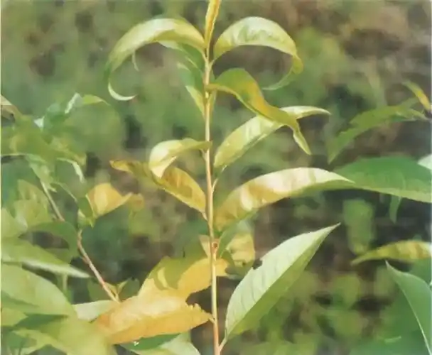 桃树几种主要缺素症的表现