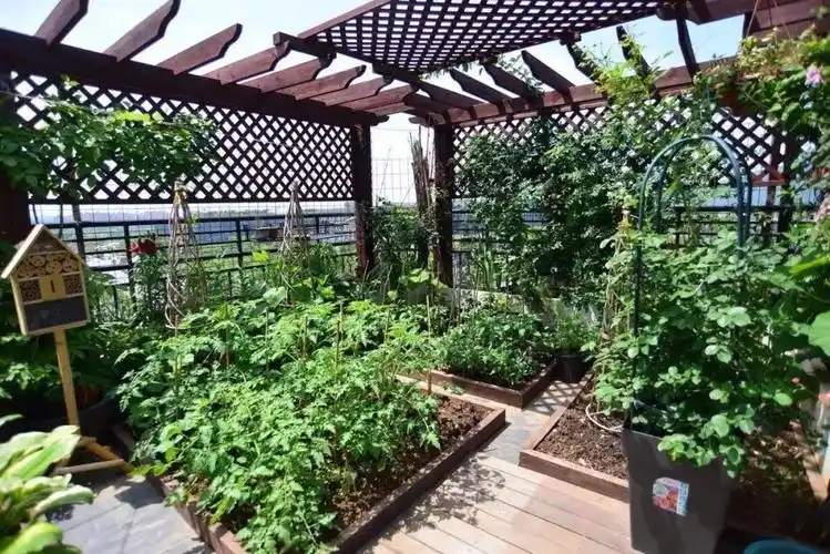 小小菜园全部有机种植从不打药,旁边还配了昆虫旅馆,希望益虫来把害虫