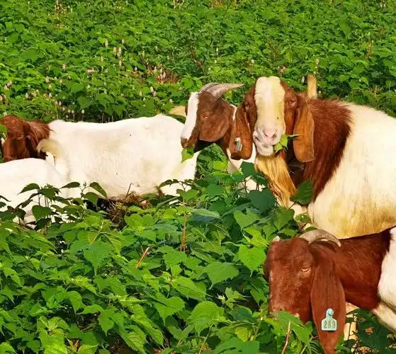 纯绿色,原生态的构树羊