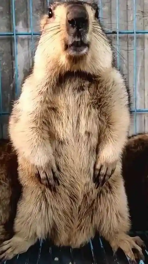 大老鼠今天犯错了正在面壁思过